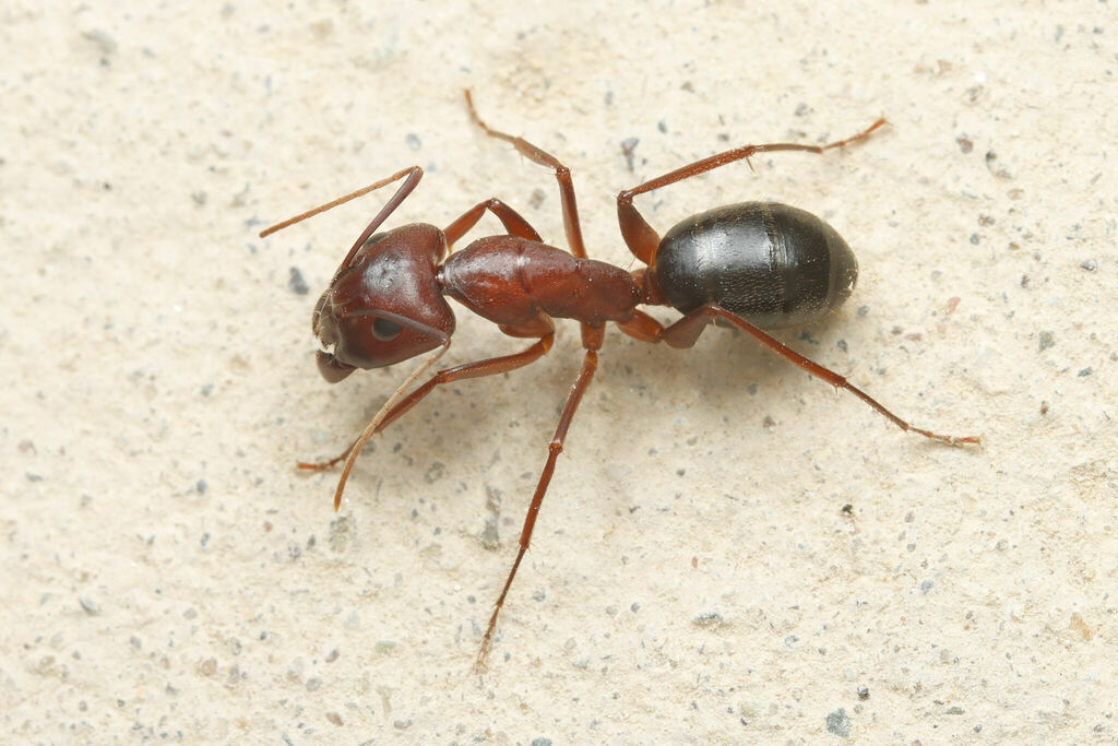 Camponotus turkestanicus