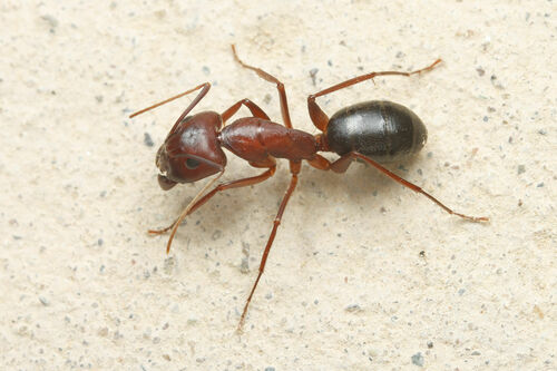 突厥弓背蚁Camponotus turkestanicus