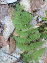 Dryopteris intermedia