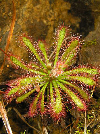 Drosera ultramafica Schlauer & A.Wistuba