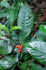 Palicourea racemosa