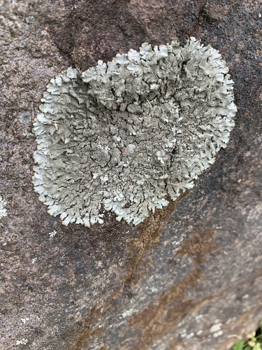 photo of Rock Greenshield Lichen (Flavoparmelia baltimorensis)