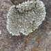 photo of Rock Greenshield Lichen (Flavoparmelia baltimorensis)