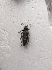 Xylotrechus rusticus