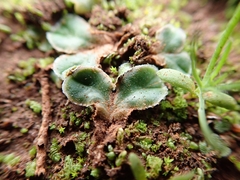 Riccia cartilaginosa