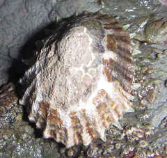 Cellana ornata