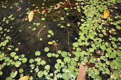 Nymphoides aurantiaca