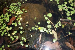 Nymphoides aurantiaca