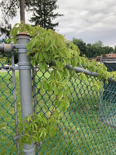 photo of (Parthenocissus)