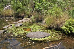 Nymphoides aurantiaca