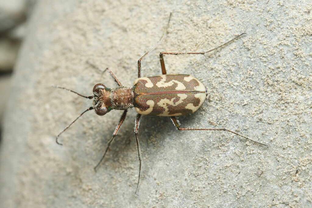 Cylindera sublacerata
