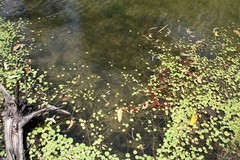 Nymphoides aurantiaca