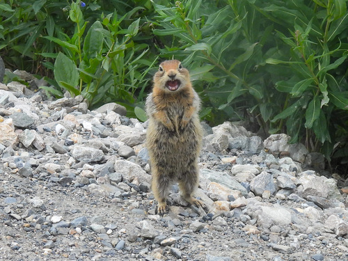 Arctic Ground Squirrel