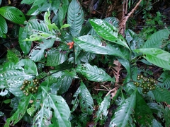 Palicourea racemosa