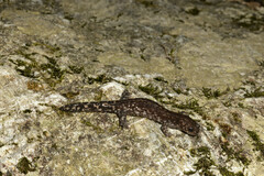 Iyoshima Salamander photo 1
