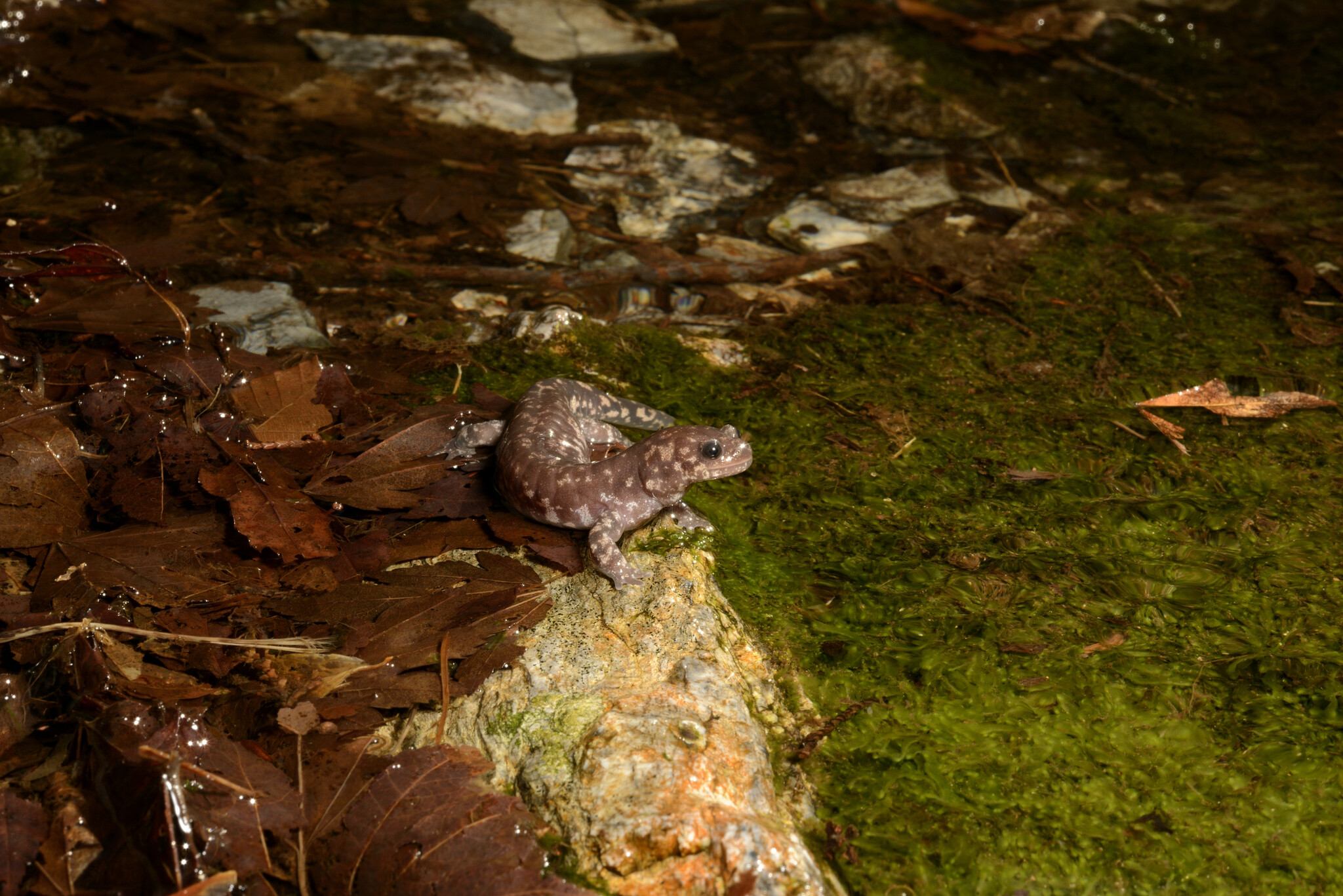 Iyoshima Salamander photo 4