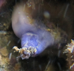 Asterocarpa coerulea