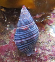 Buccinulum vittatum vittatum