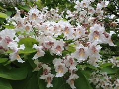 Catalpa bignonioides