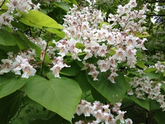Catalpa bignonioides