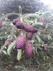 Picea likiangensis
