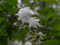 Deutzia