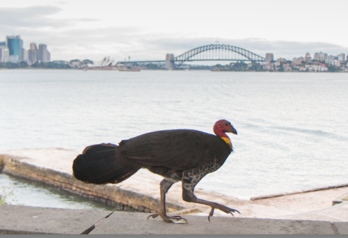 Australian Brushturkey, photo 5 of 9
