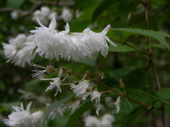 Deutzia