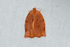 Archips rileyana