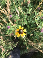 Rudbeckia amplexicaulis