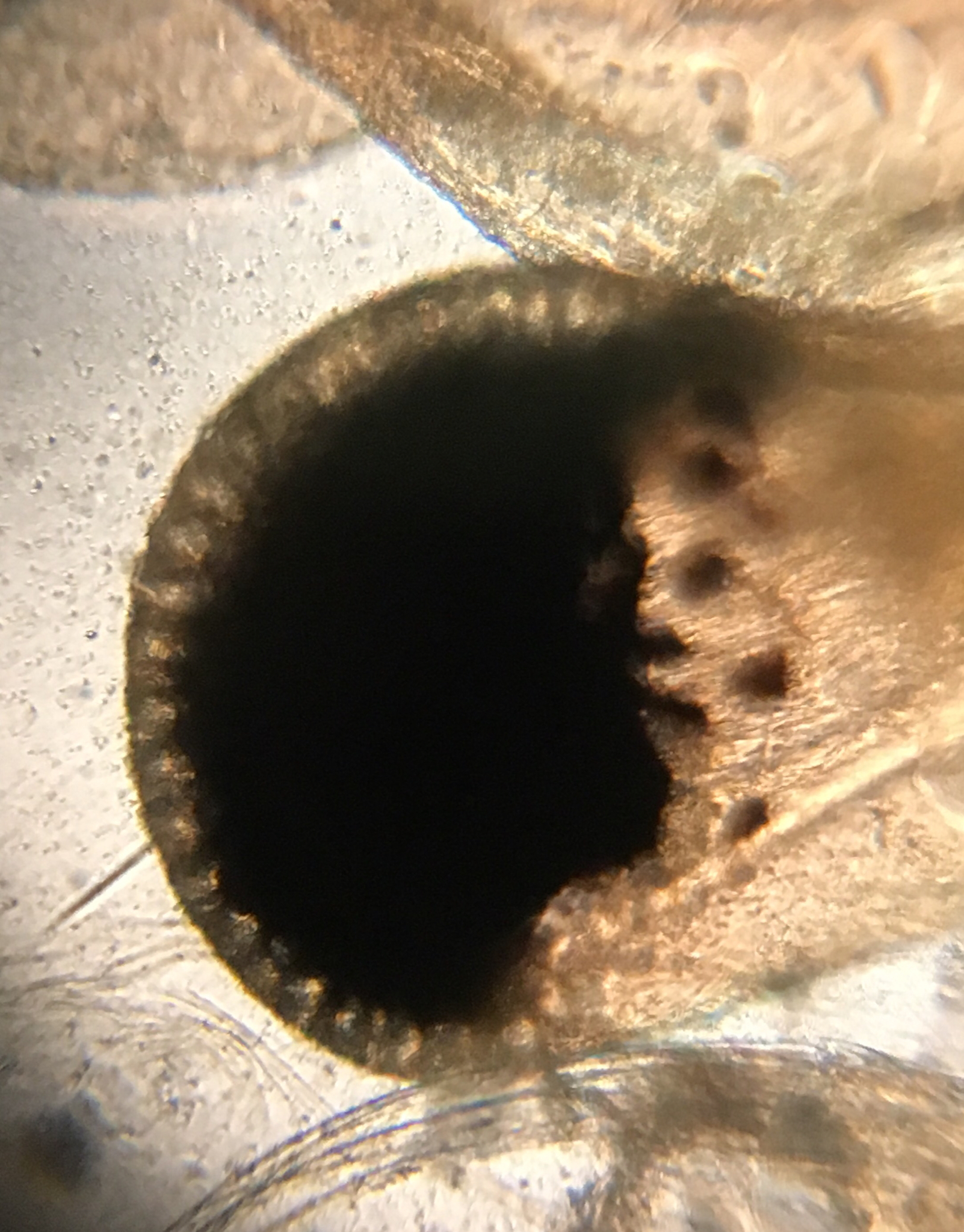 Artemia monica Verrill, 1869