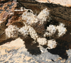 Anacampseros filamentosa