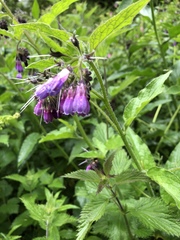 Symphytum officinale