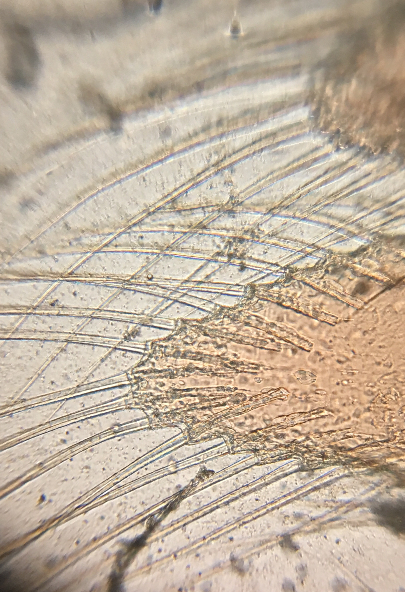 Artemia monica Verrill, 1869