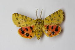 Diacrisia purpurata