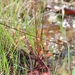 Drosera tokaiensis - Photo (c) Alpsdake, some rights reserved (CC BY-SA)