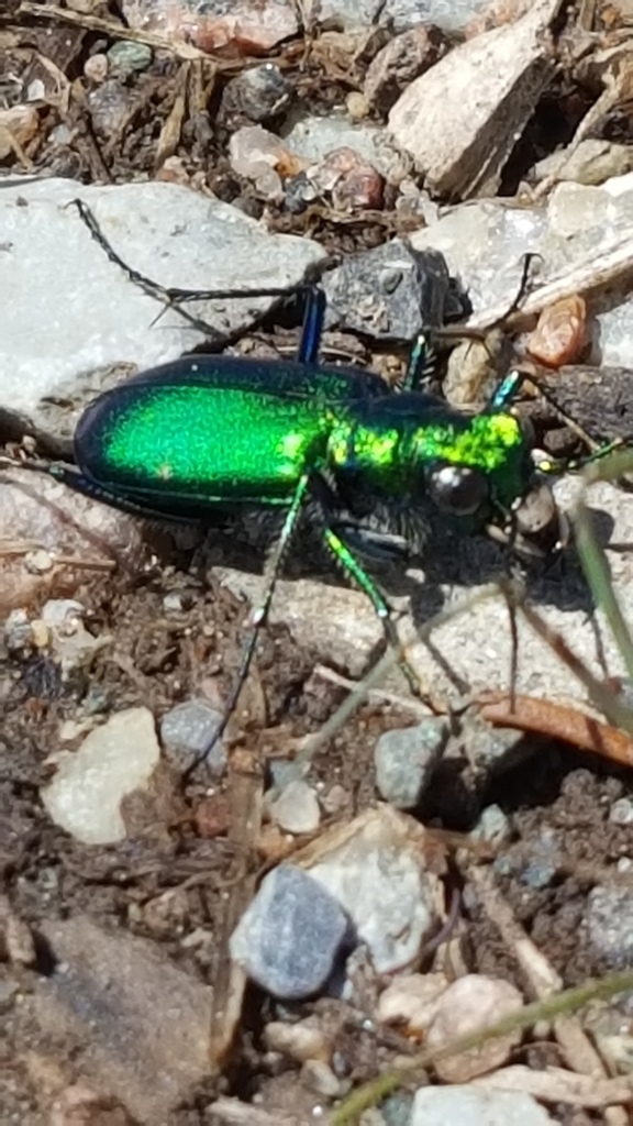Laurentian Tiger Beetle
