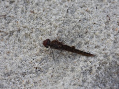Pantala