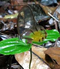 Haetera piera