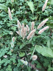 Polypogon monspeliensis