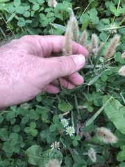 Polypogon monspeliensis