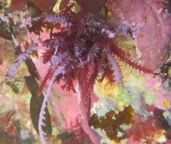Vidalia colensoi