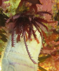 Vidalia colensoi