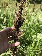Rumex