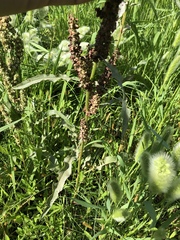 Rumex