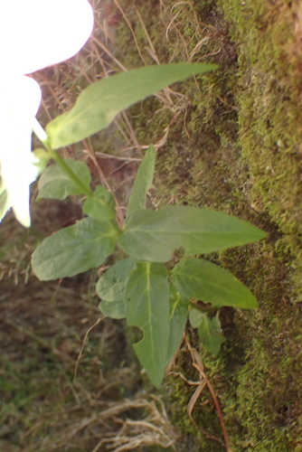 Image of Epilobium obscurum by no rights reserved