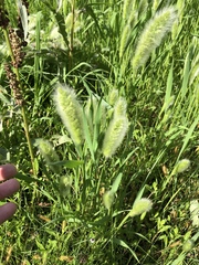 Polypogon monspeliensis