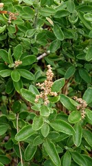 Rhagodia candolleana
