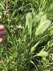 Polypogon monspeliensis