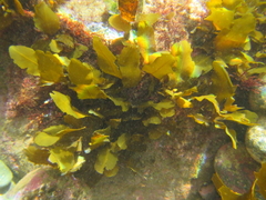 Sargassum sinclairii